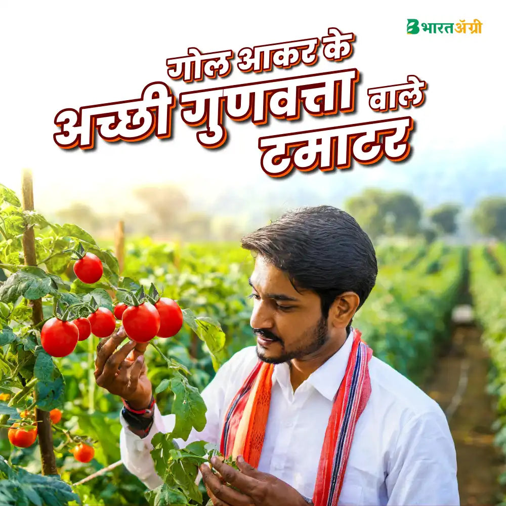 Syngenta Saaho (TO-3251) Tomato Seeds