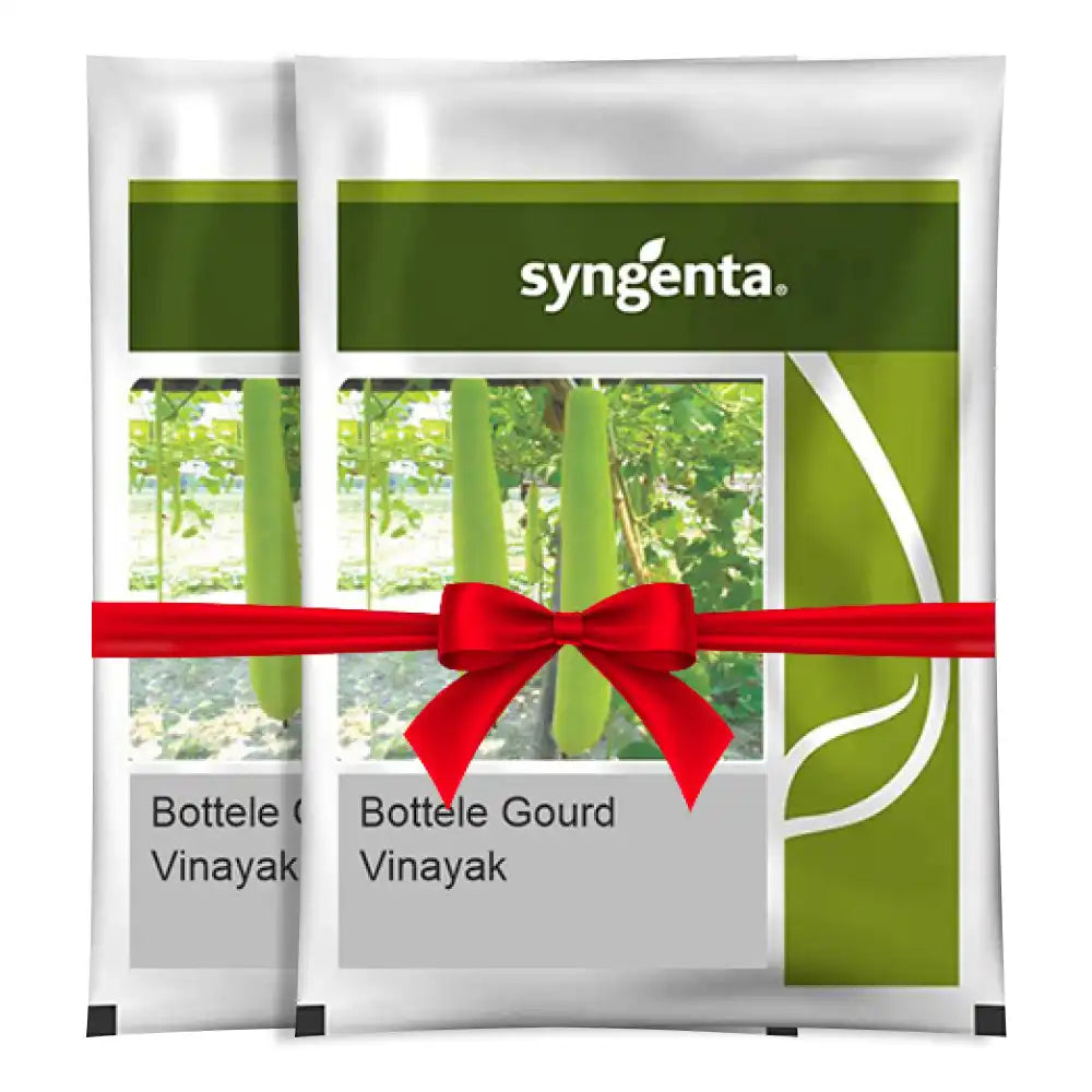 Syngenta Vinayak Bottle Gourd Seeds (1+1 Combo)