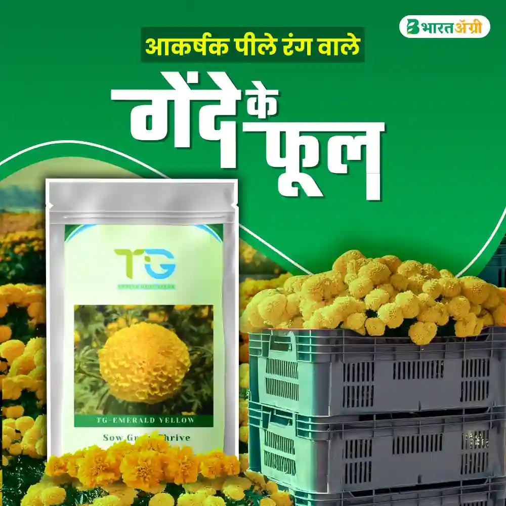 TG-Emerald Yellow Marigold Seeds