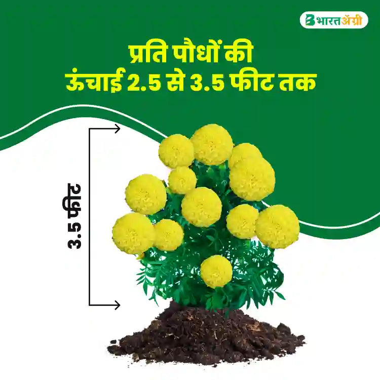 TG-Emerald Yellow Marigold Seeds