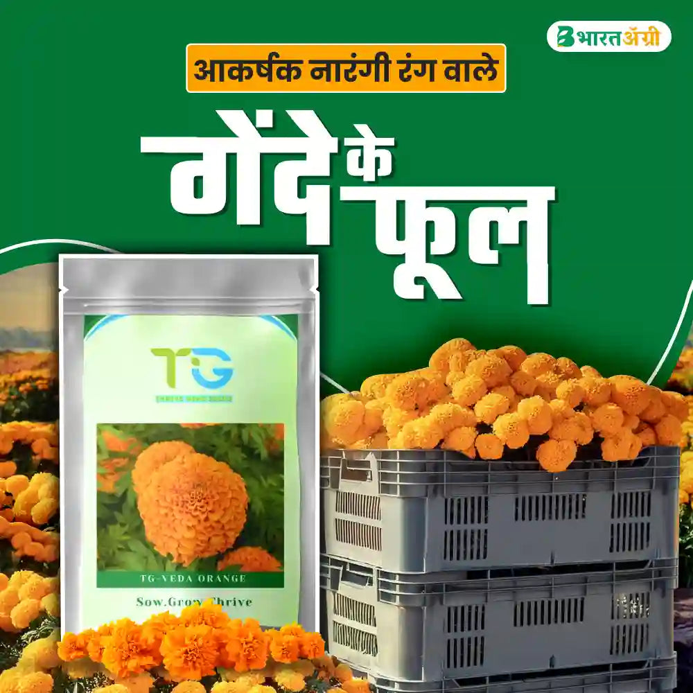 TG-Veda Orange Marigold Seeds