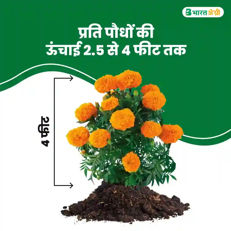 TG-Veda Orange Marigold Seeds