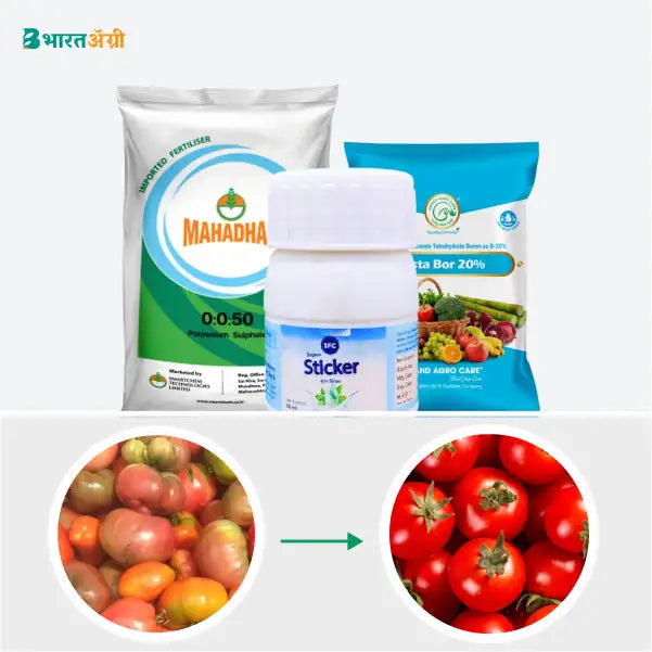 Tomato Badhat Kit - Fruit Size and Color (70-150 days)