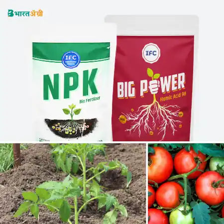 Tomato Badhat Kit - Growth( 0-15 Days)