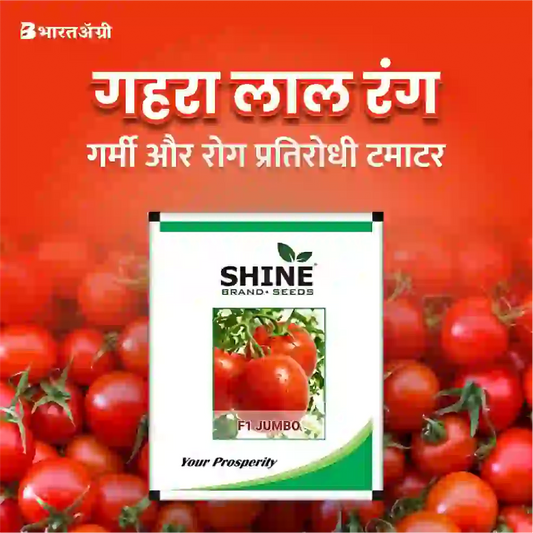 Tomato Jumbo F1 Hybrid Seeds (10 gm) - Shine Brand