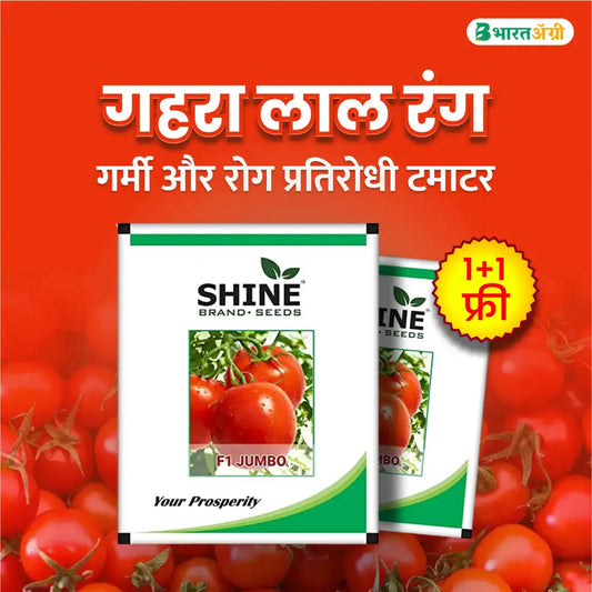 Tomato Jumbo F1 Hybrid Seeds - Shine Brand Seeds (1+1 Combo)