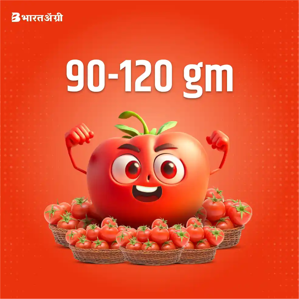 टमाटर जंबो एफ1 हाइब्रिड - शाइन ब्रांड | Tomato Jumbo F1 Hybrid Seeds - Shine Brand