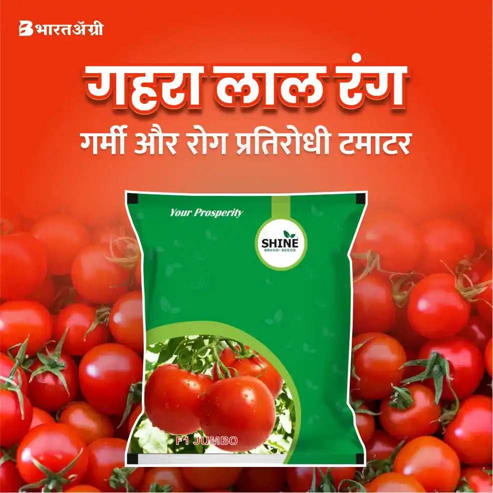 Hybrid Tomato Seeds Jumbo F1 (Shine Brands)