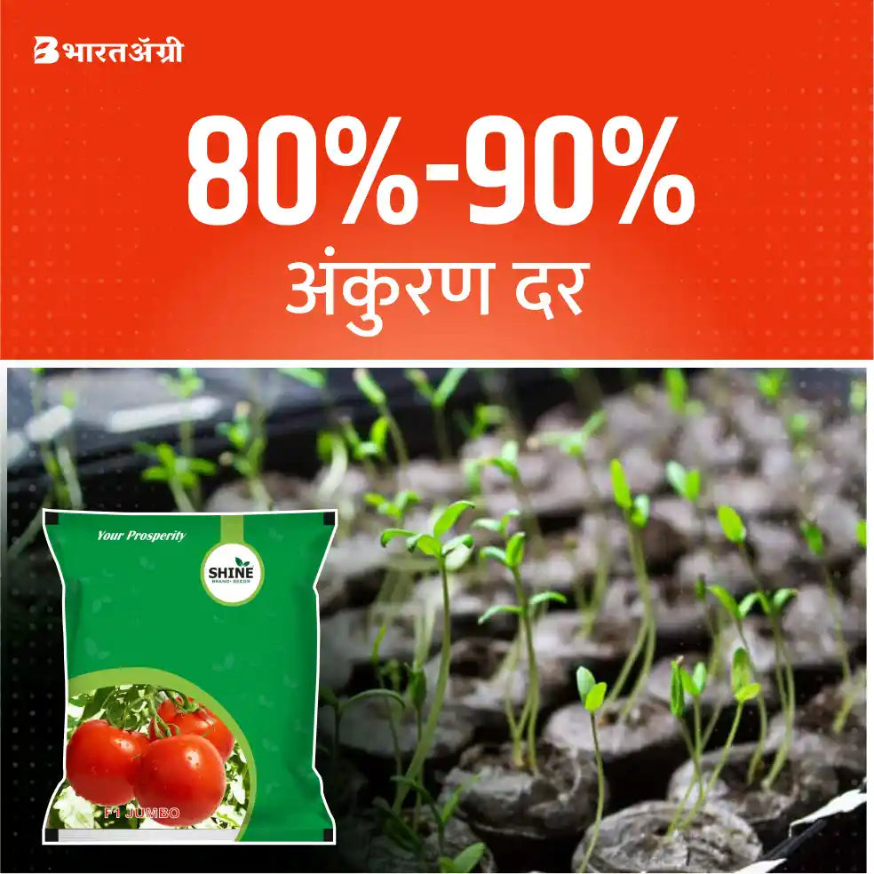 Hybrid Tomato Seeds Jumbo F1 (Shine Brands)