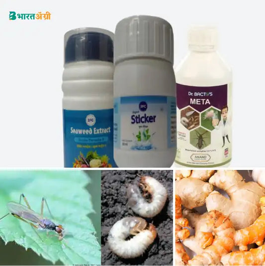 हल्दी और अदरक सुरक्षा किट - प्रकंद मक्खी और सफ़ेद लठ | Turmeric & Ginger Surksha kit - Rhizome Fly and White Grub