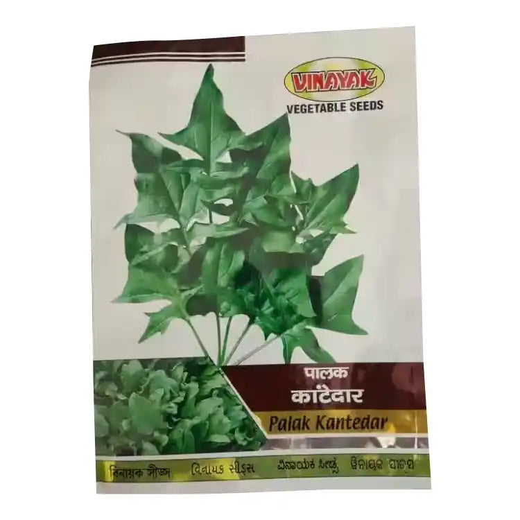 Vinayak Seeds Kantedar Palak Seeds