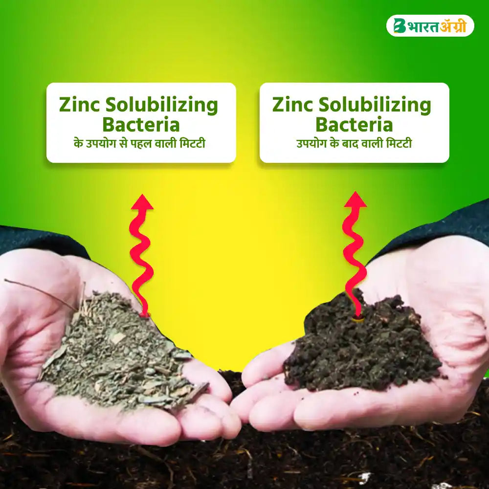 IFC Zinc Solubilizing Bacteria (ZSB)