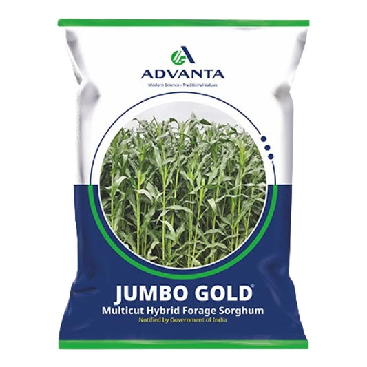 एडवांटा जंबो गोल्ड चारा घास के बीज | Advanta Jumbo Gold Fodder Grass Seeds