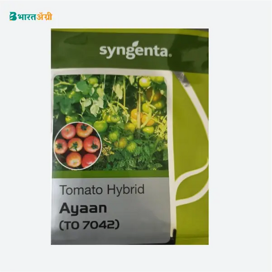 Syngenta Ayaan (TO 7042) Tomato Seeds_1_BharatAgri Krushidukan