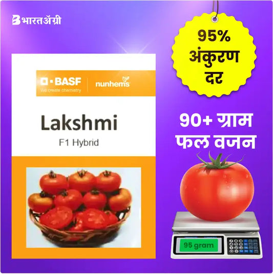 BASF Nunhems Lakshmi Tomato Seeds - BharatAgri Krushidukan_1