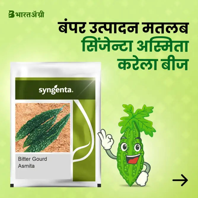 Syngenta Asmita Bittergourd Seeds - BharatAgri Krushidukan_1