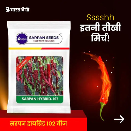 Hybrid Sarpan-102 Byadagi Chilli Seeds - BharatAgri Krushidukan_1