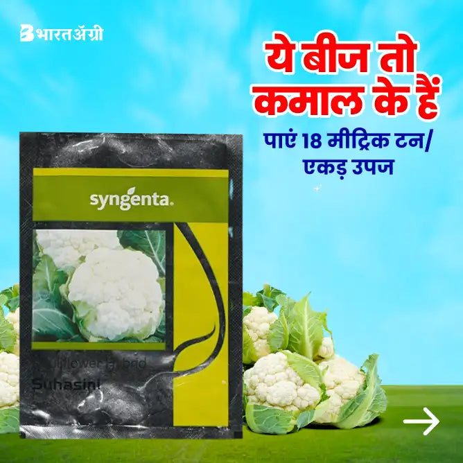 Syngenta Suhasini Cauliflower Seeds - BharatAgri Krushidukan_1