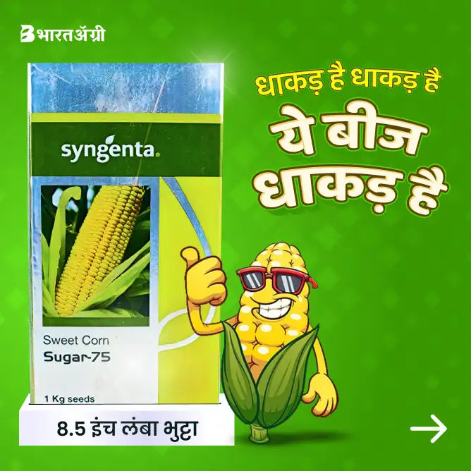 Syngenta Sugar 75 Sweet Corn Seeds - BharatAgri Krushidukan_1