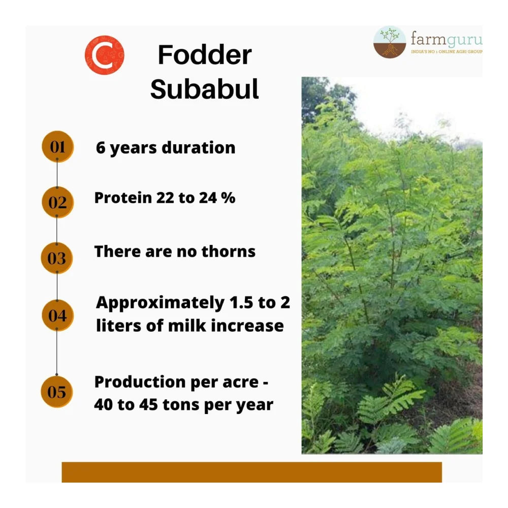 फार्मगुरु सी चारा सुबाबुल बीज