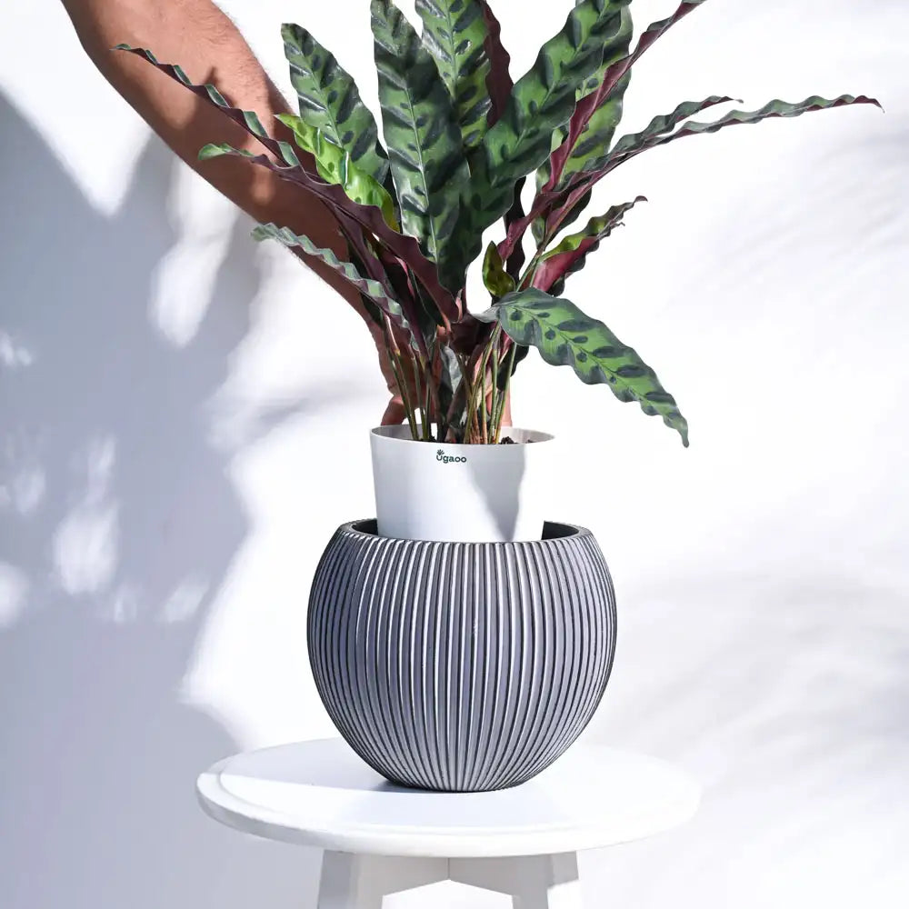 उगाऊ प्लांटर फूलदान बॉल ग्रूव (ब्लैक) | Ugaoo Planter Vase Ball Groove (Black)