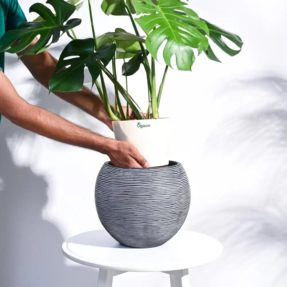 उगाऊ प्लांटर फूलदान बॉल रिब (ब्लैक) | Ugaoo Planter Vase Ball Rib (Black)