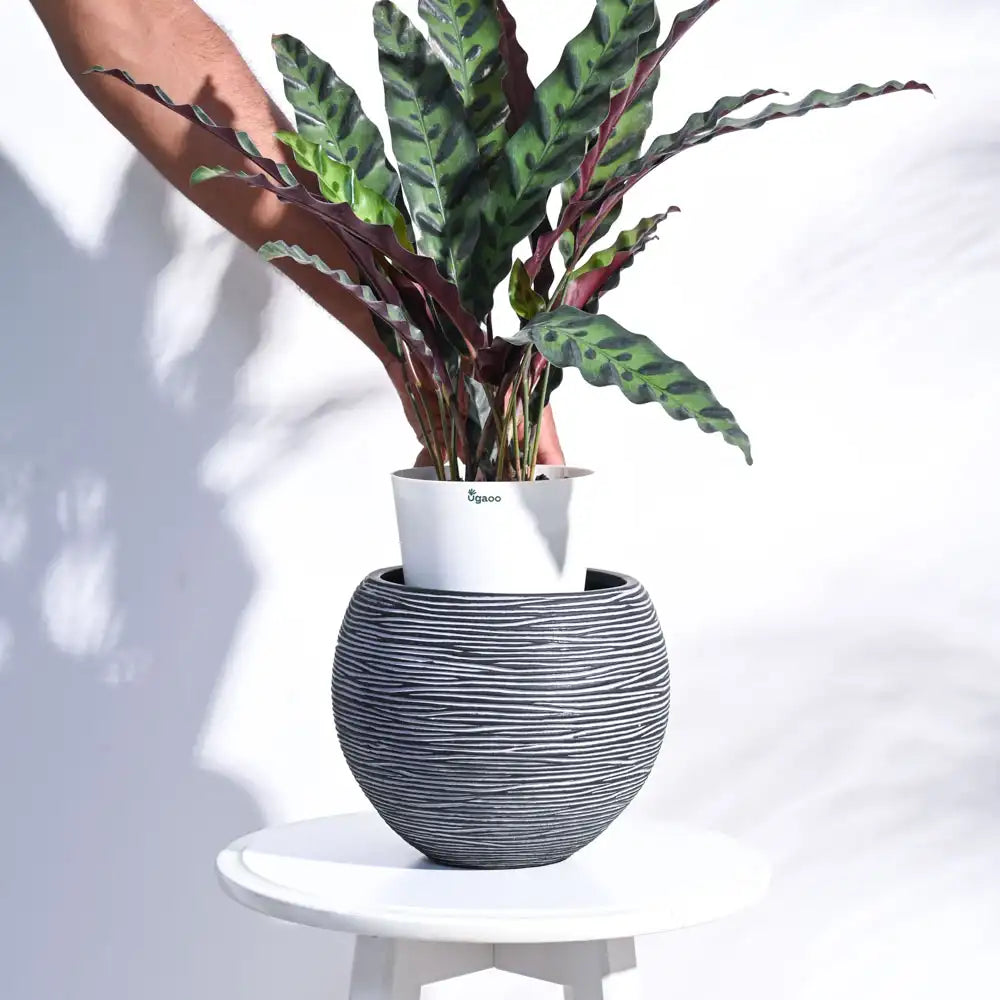 उगाऊ प्लांटर फूलदान बॉल रिब (ब्लैक) | Ugaoo Planter Vase Ball Rib (Black)