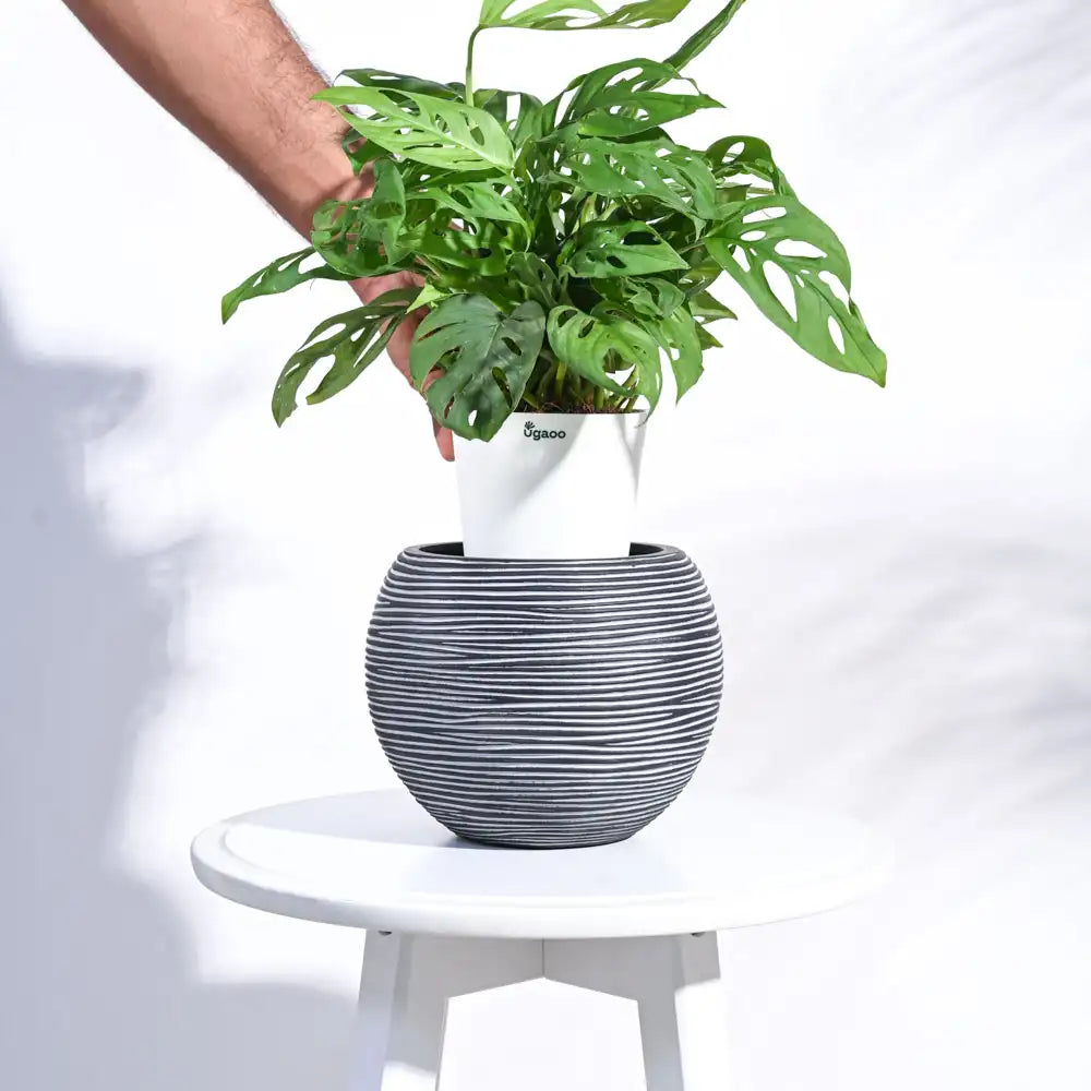 उगाऊ प्लांटर फूलदान बॉल रिब (ब्लैक) | Ugaoo Planter Vase Ball Rib (Black)