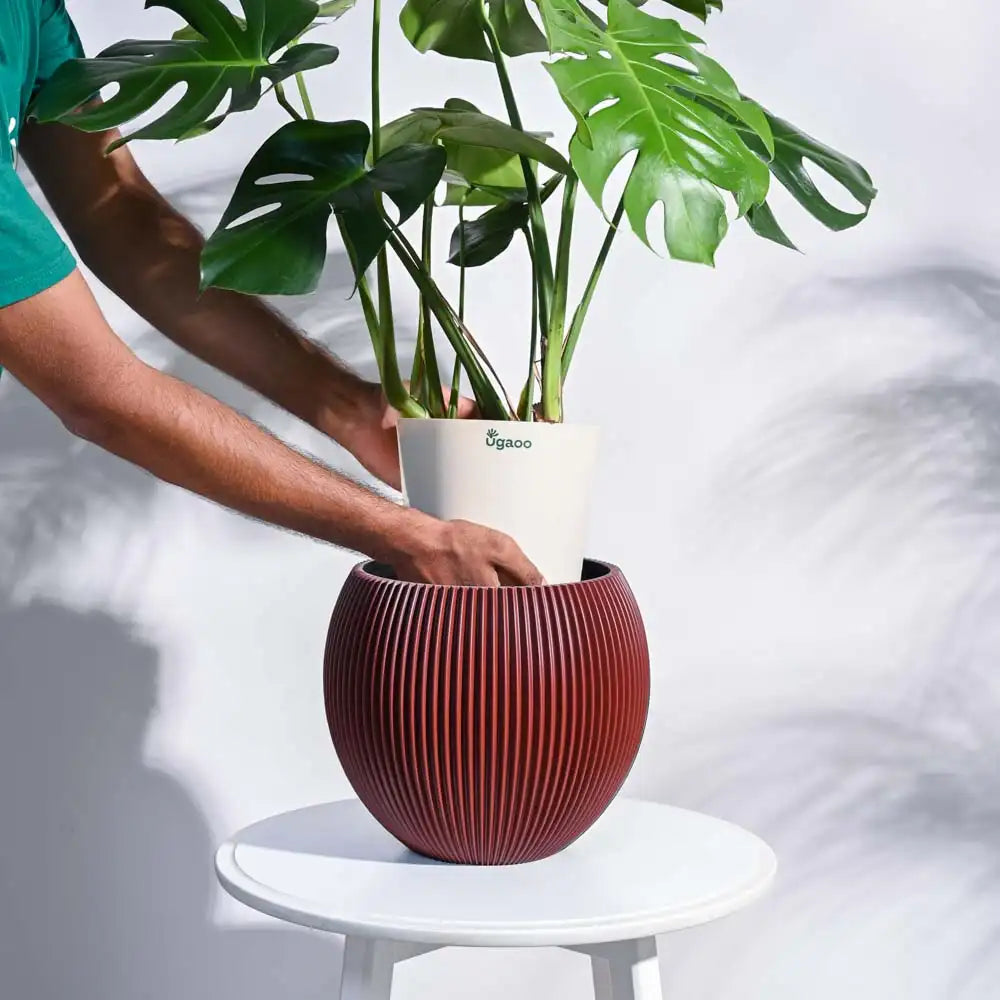 Ugaoo Planter Vase Ball Groove (Merlot Red)