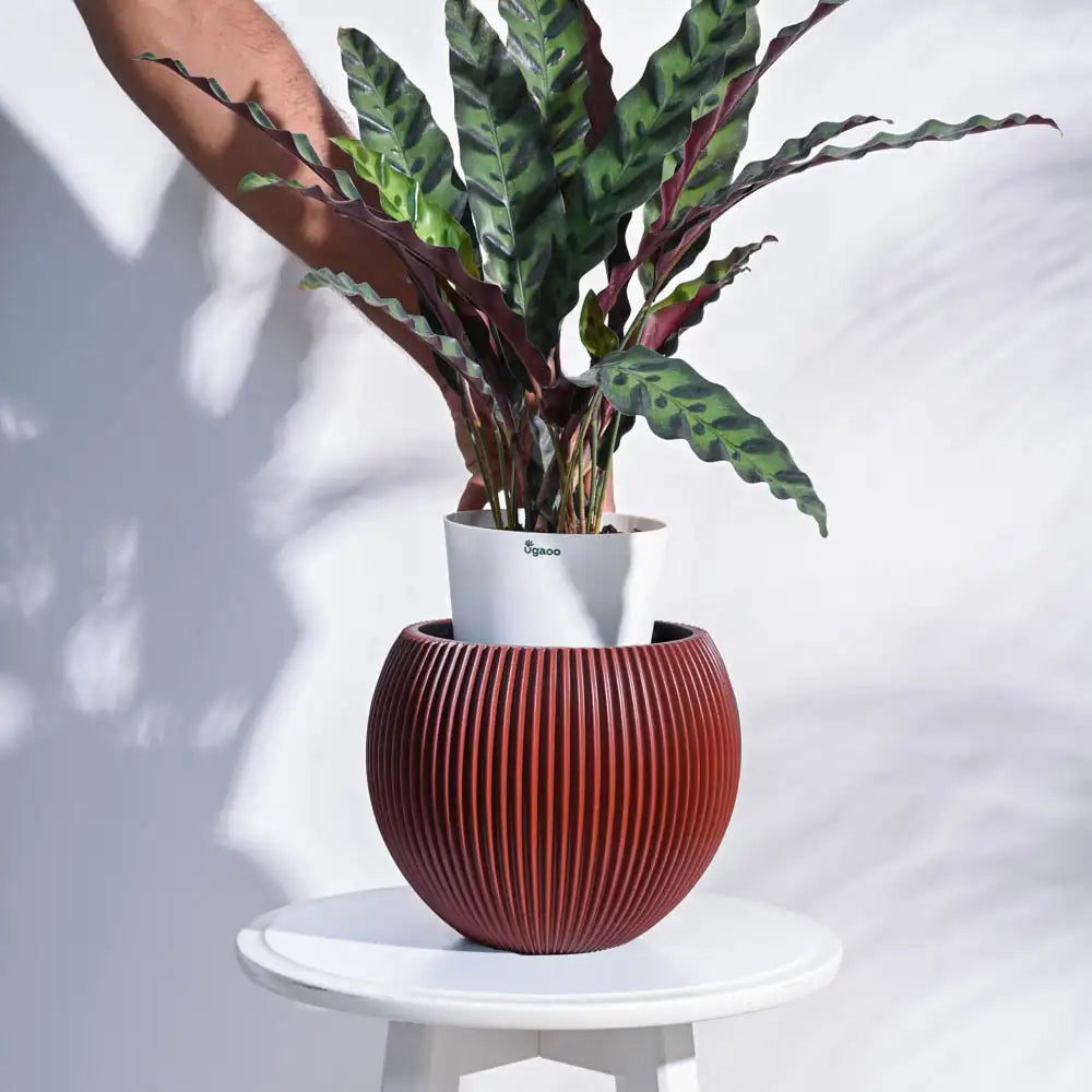 Ugaoo Planter Vase Ball Groove (Merlot Red)