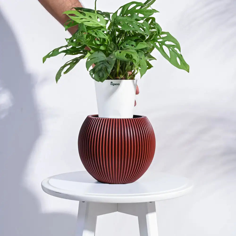 Ugaoo Planter Vase Ball Groove (Merlot Red)