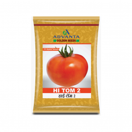 Advanta Golden F1 Hybrid HI-Tom 2 Tomato Seeds_1_BharatAgri