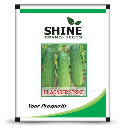 Cucumber Wonder Strike F1 - Shine Brand Seeds - Krushidukan_2