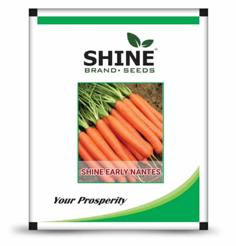 Carrot Shine Early Nantes Imported - Shine Brand Seeds.1