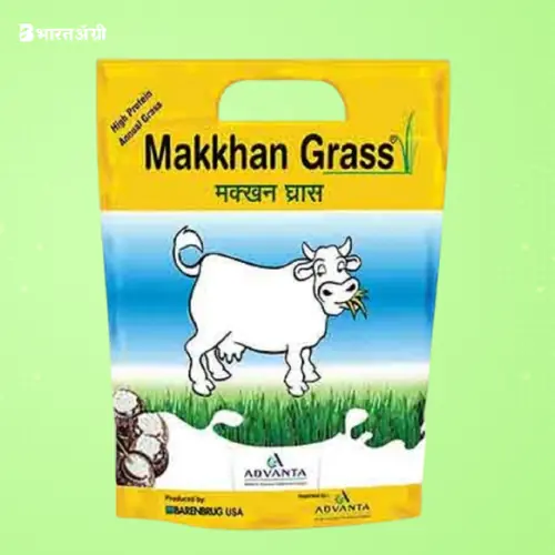 Advanta Makkhan Grass Green Fodder Seeds | BharatAgri Krushidukan