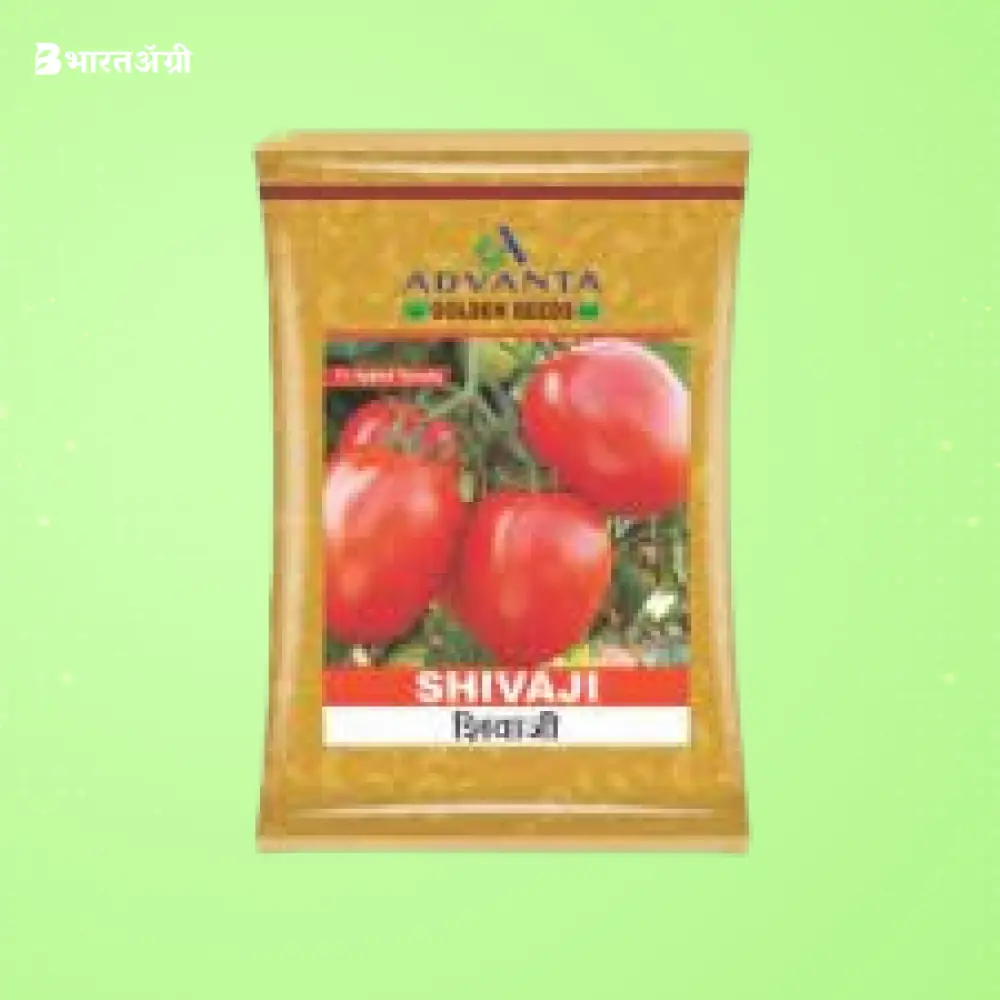 Advanta Shivaji F1 Hybrid Tomato Seeds | BharatAgri Krushidukan