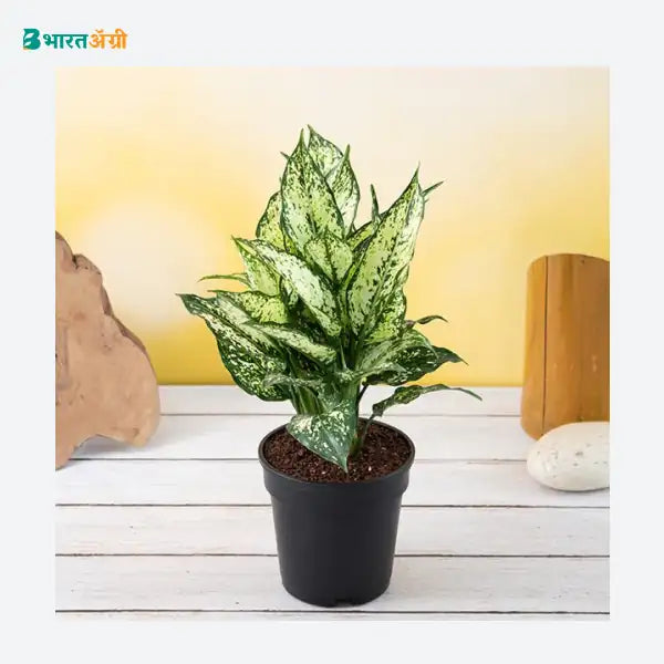 NurseryLive Chinese Evergreen (Green) Plant_1 - BharatAgri