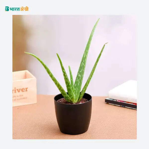 NurseryLive Aloe Vera Succulent Plant_1 - BharatAgri