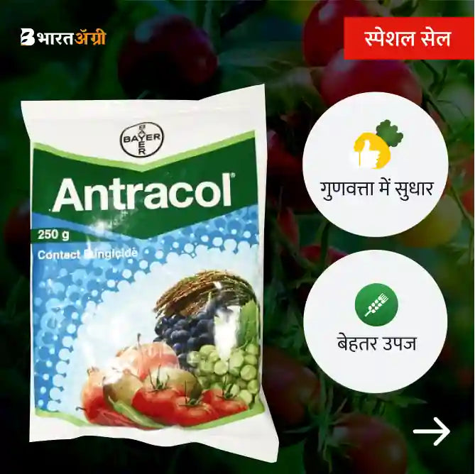 Tomato Jumbo F1 Hybrid + Bayer Antracol - BharatAgri Krushidukan_3
