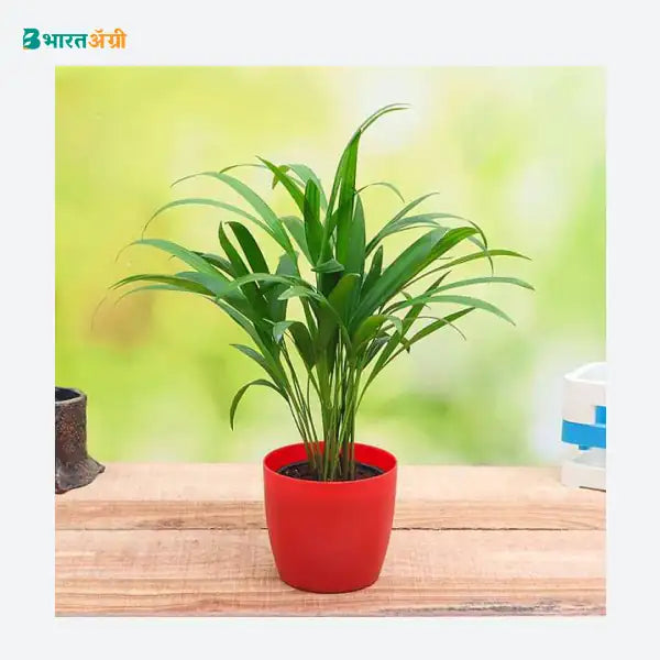 NurseryLive Areca Palm (Small) Plant_1 - BharatAgri