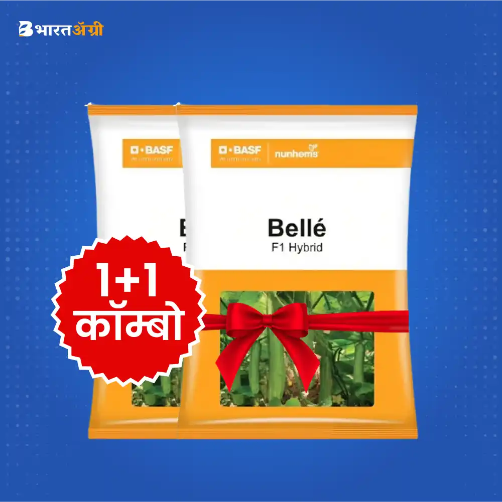 basf-nunhems-belle-cucumber-seeds-1-1-combo | BharatAgri