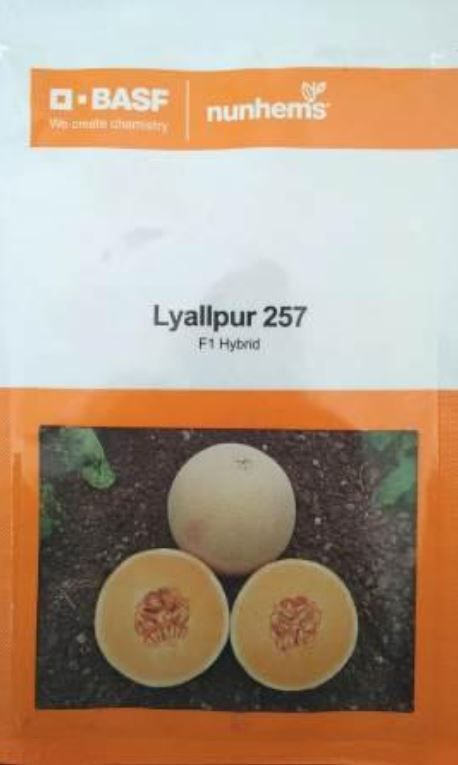 BASF Nunhems F1 Hybrid Lyallpur 257 Muskmelon Seeds (BharatAgri KrushiDukan)
