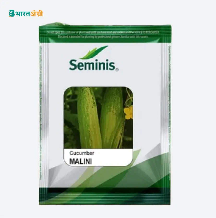 Bayer Seminis Malini Cucumber Seeds Buy Now BharatAgri Krushi Dukan