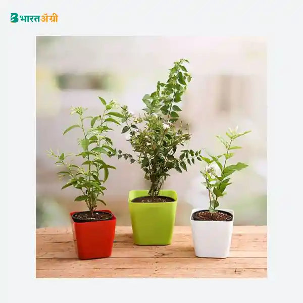 NurseryLive Best 3 Aromatic Plants Pack_1 - BharatAgri