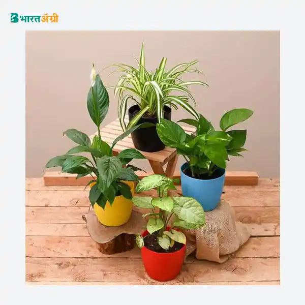NurseryLive Best 4 Plants To Kill Indoor Pollution_1