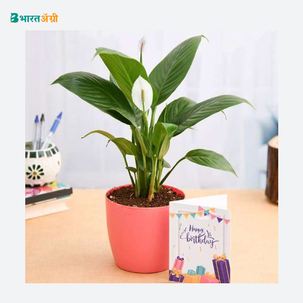 NurseryLive Birthday Wishes Peace Lily Plant_1 - BharatAgri