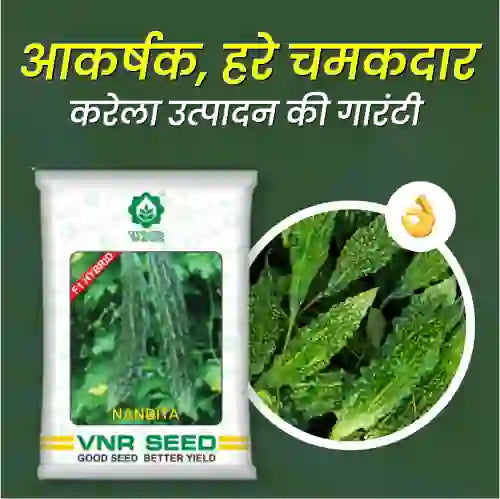 VNR Nandita Hybrid Bitter Gourd Seeds - BharatAgri Krushidukan_1
