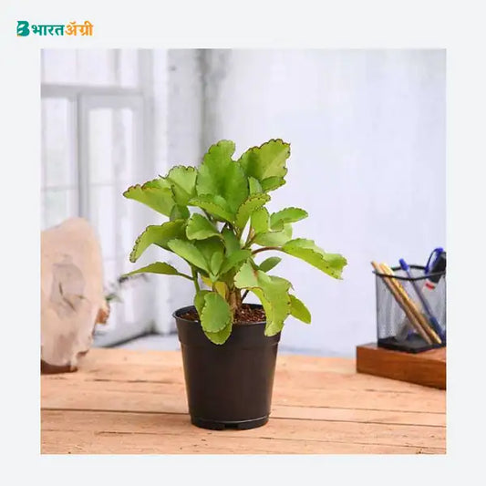 NurseryLive Bryophyllum, Panfuti Plant_1 - BharatAgri
