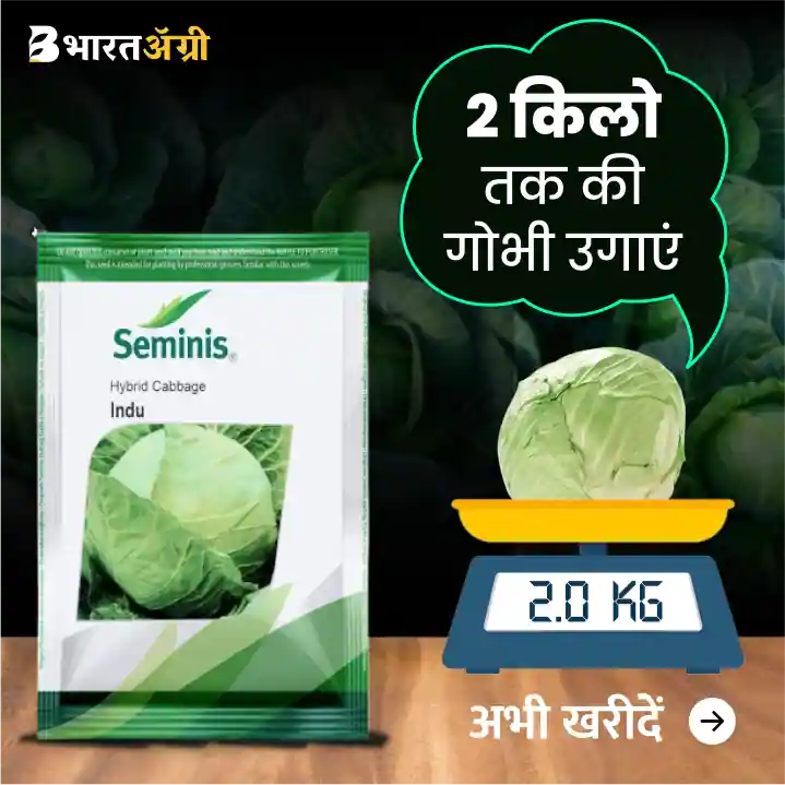 Seminis Indu Hybrid Cabbage Seeds - BharatAgri Krushidukan_1