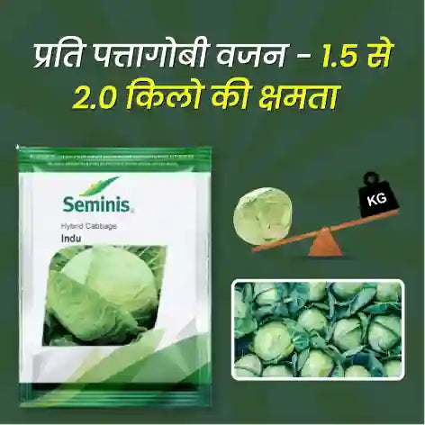 Seminis Indu Hybrid Cabbage Seeds - BharatAgri Krushidukan_2